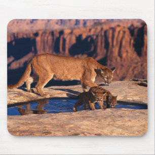 Tapis De Souris Souris Pad-Mountain Lion & Cubs