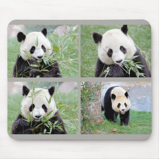 Tapis De Souris Souris Panda géant Photo, animaux 0264. (Devant)