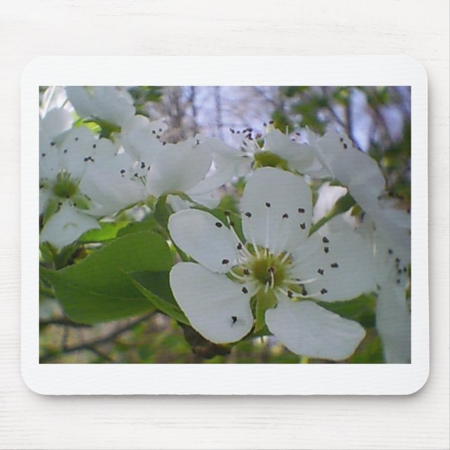 Tapis De Souris Spring blossom (Devant)