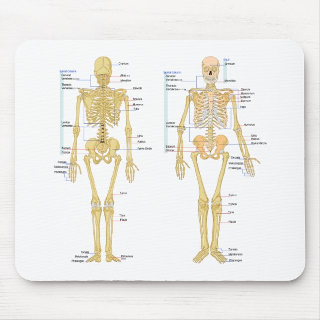 Tapis De Souris Squelette humain marqué diagramme d'anatomie (Devant)