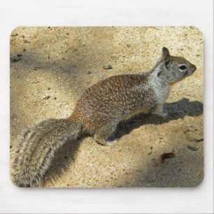 Tapis De Souris Squirrell