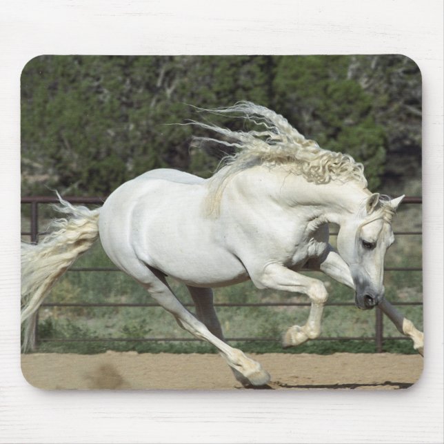 Tapis De Souris Stallion andalou courant, PR (Devant)