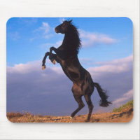 Stallion noir
