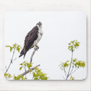 Tapis De Souris Staring Osprey