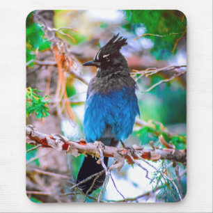 Tapis De Souris Steller's Jay - Photographie originale