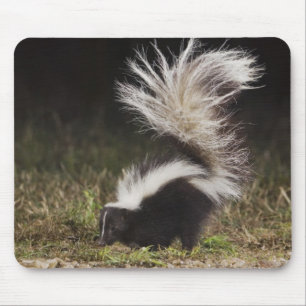 Tapis De Souris Stried Skunk, Mephitis mephitis