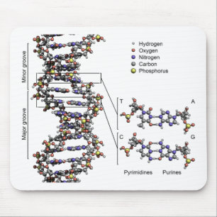 Tapis De Souris Structure de l'ADN Diagramme des bases acides déso