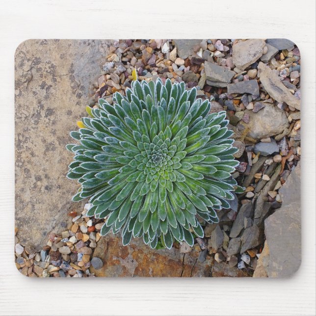 Tapis De Souris Succulent plante du désert (Devant)