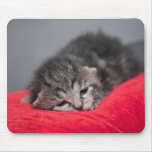 Tapis De Souris Sucré chaton