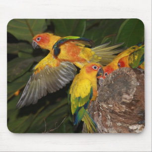 Tapis De Souris Sun Conures