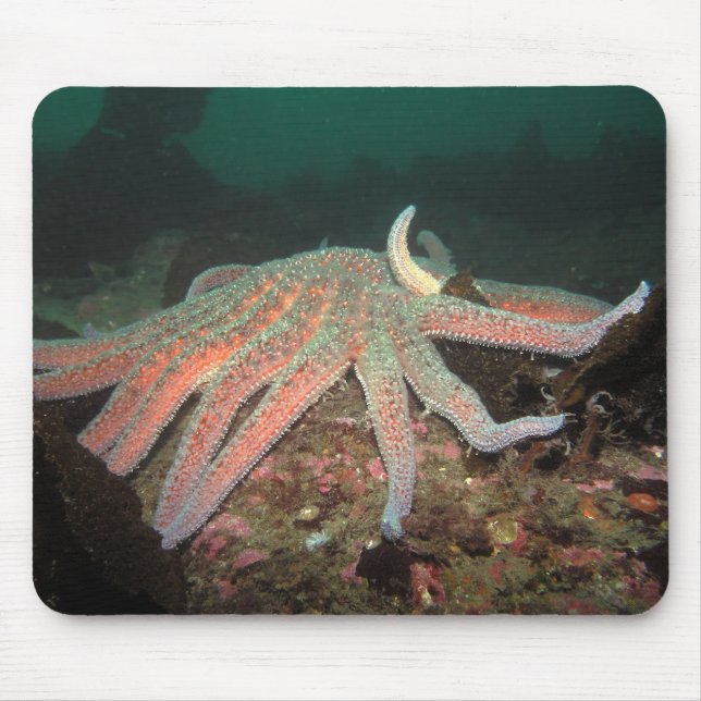 Tapis De Souris Sunflower Sea Star - Mousepad (Devant)