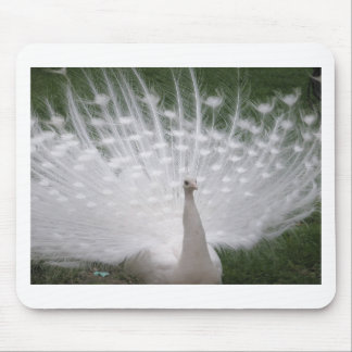 Tapis De Souris Superbe blanc Peacock ( Paon) plein plume