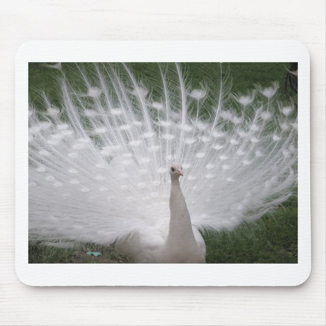 Tapis De Souris Superbe blanc Peacock ( Paon) plein plume (Devant)