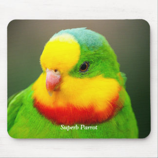 Tapis De Souris Superbe perroquet
