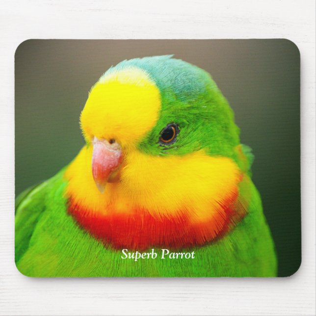 Tapis De Souris Superbe perroquet (Devant)