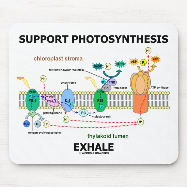 Tapis De Souris Support Photosynthèse Exhale (De l'environnement) (Devant)