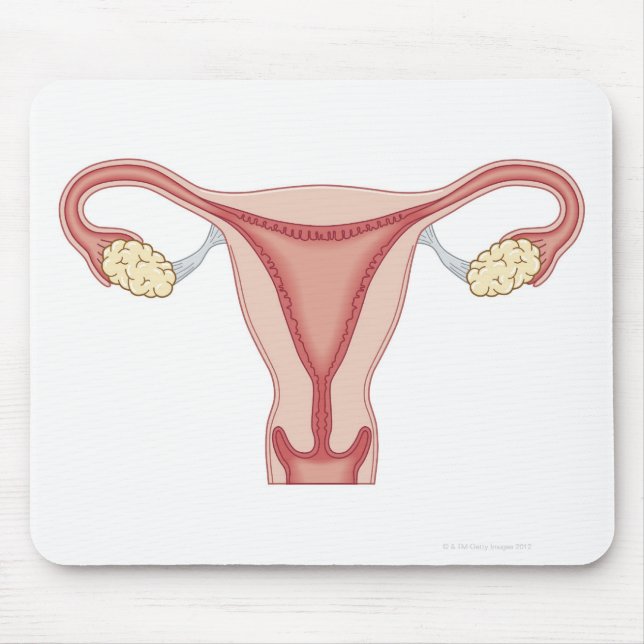 Tapis De Souris Système de reproduction féminine 2 (Devant)