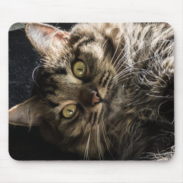 Tapis De Souris Tabby Cat (Devant)