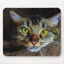 Tabby Cat