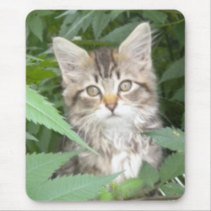 Tapis De Souris Tabby Kitten
