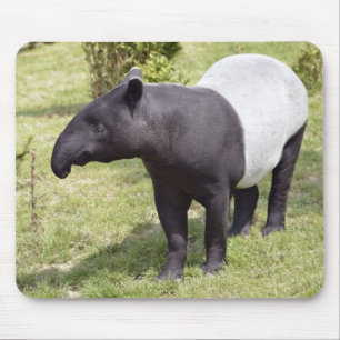 Tapis De Souris Tapir malais sur l'herbe