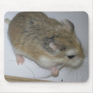 Tapis De Souris Tapis de hamster