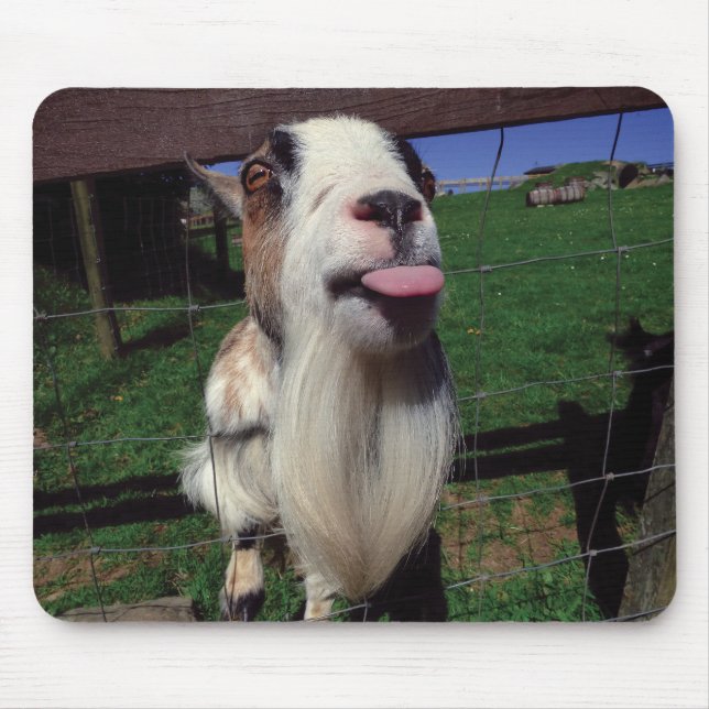 Tapis De Souris Tapis effronté de souris de chèvre (Devant)
