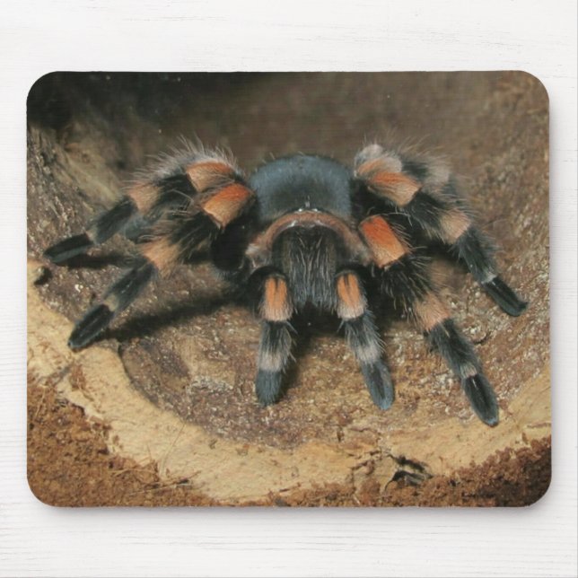 Tapis De Souris Tarantula du genou rouge mexicain araignée de sour (Devant)