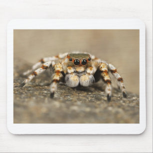 Tapis De Souris Tarantula Jumping Bird Spider fantastiques accesso