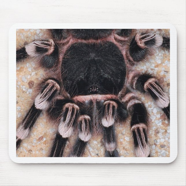Tapis De Souris Tarentule blanche brésilienne de genou (Devant)