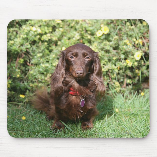 Tapis De Souris Teckel miniature aux cheveux longs Brown (Devant)