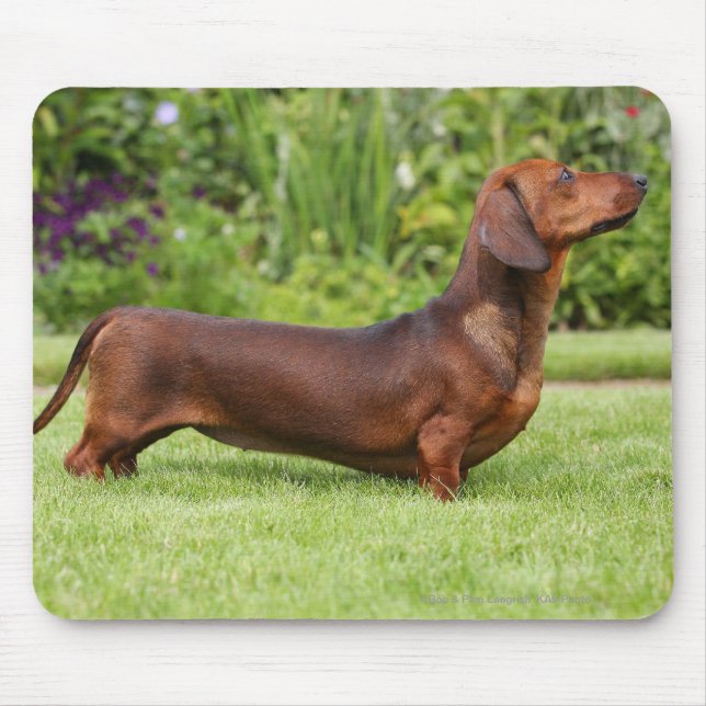 Tapis De Souris teckel miniature Lisse-haired (Devant)