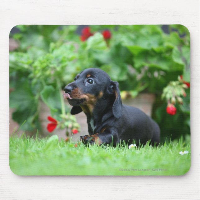 Tapis De Souris teckel miniature Lisse-haired 1 (Devant)