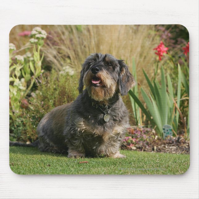Tapis De Souris Teckel standard à poils durs (Devant)