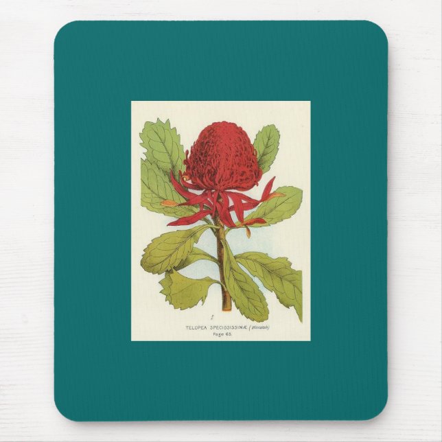 Tapis De Souris Telopea Speciosissimae Waratah (Devant)