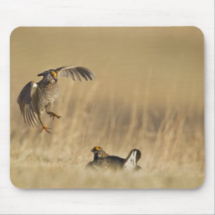 Tapis De Souris Tétras des prairies mâles au lek dans le comté de 