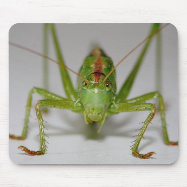Tapis De Souris Tettigonia viridissima (Devant)