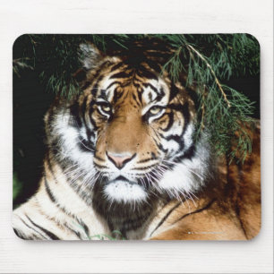 Tapis De Souris Tigre appréciant l'ombre