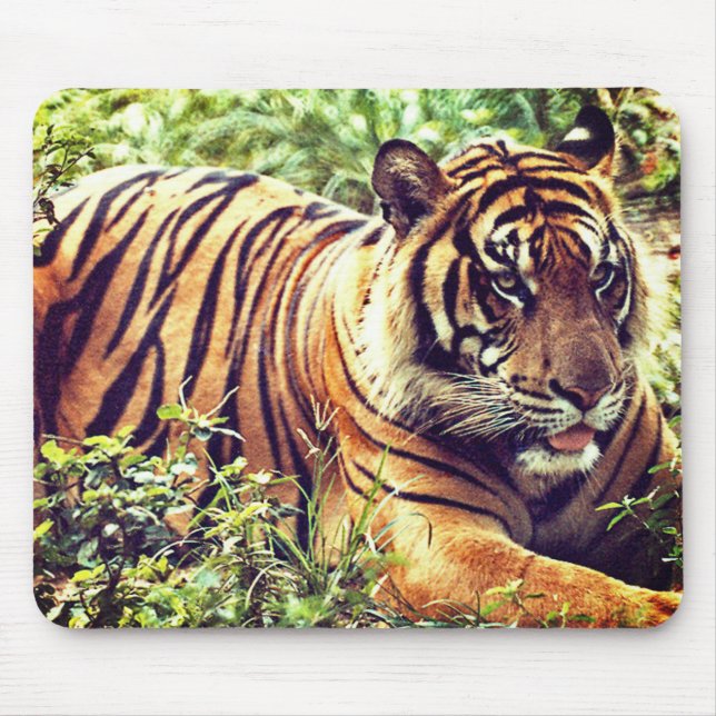 Tapis De Souris Tigre de Sumatra moderne Mousepad (Devant)