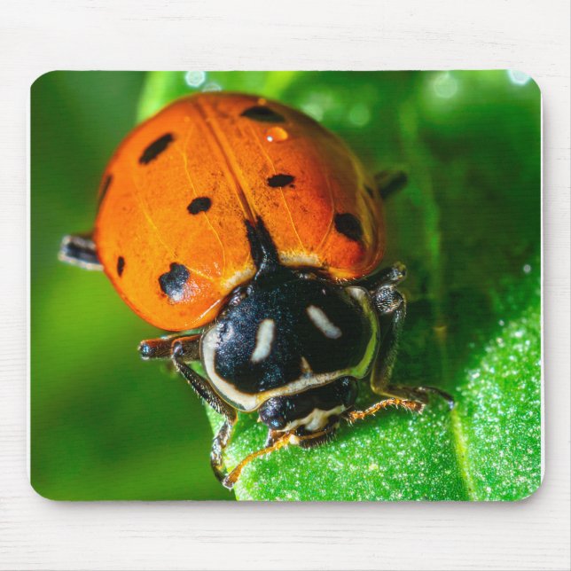 Tapis De Souris Tiny Traveler: Ladybug on a Leaf (Devant)