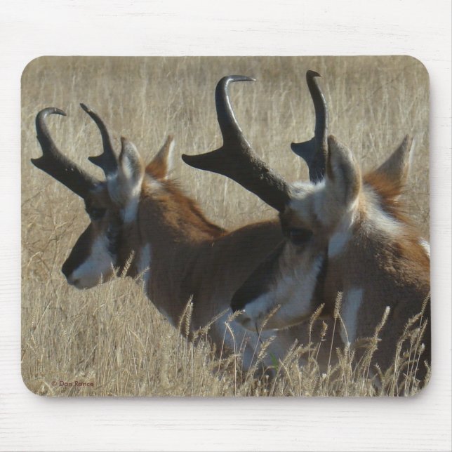 Tapis De Souris Tir dans la tête de jeunes mâles d'antilope Prongh (Devant)