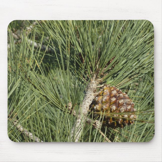 Tapis De Souris Torrey Pine Closeup California Botanical (Devant)