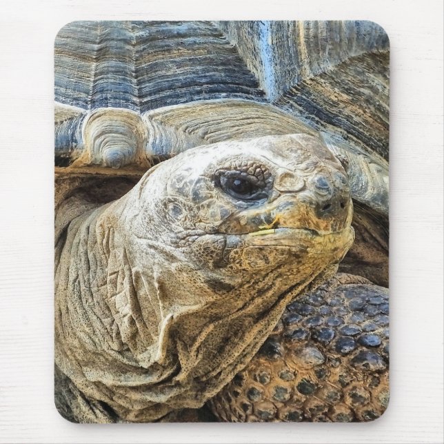 TAPIS DE SOURIS TORTOISE (Devant)