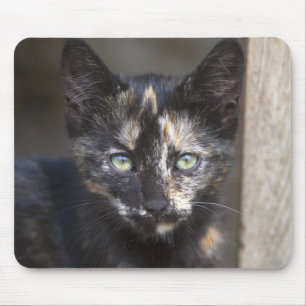 Tapis De Souris Tortoiseshell Kitten