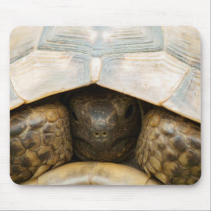Tapis De Souris Tortue