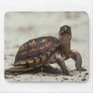 Tapis De Souris Tortue-boîte commune