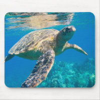 Tortue de mer