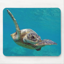 Tortue de mer verte d'Hawaï - Honu