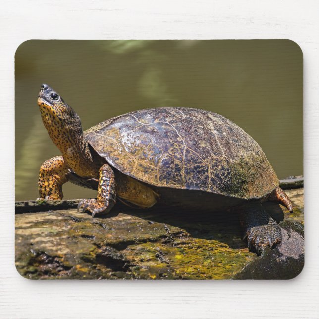 Tapis De Souris Tortue de rivière à Tortuguero - Costa Rica (Devant)