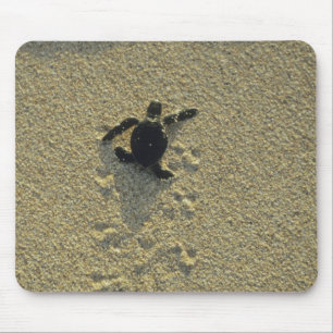 Tapis De Souris Tortue verte, (Chelonia mydas), nouveau-né
